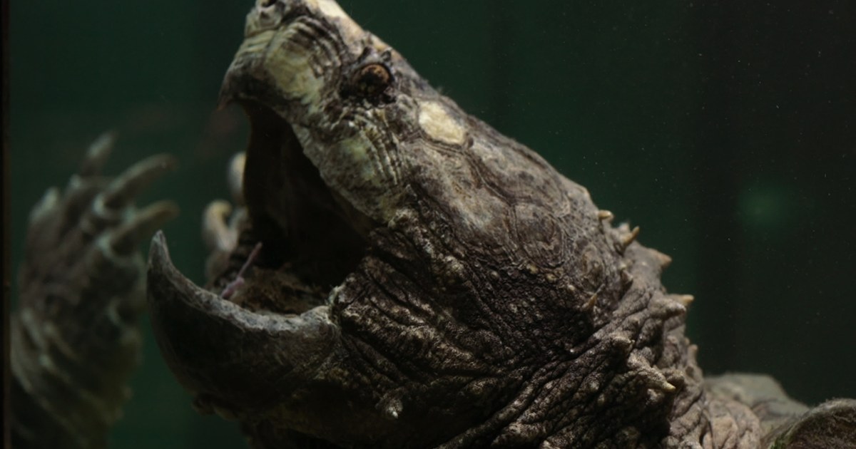 alligator snapping turtle illegal pet aquarium