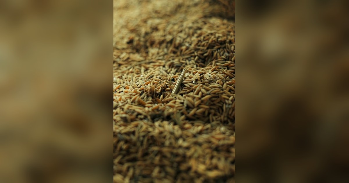 fresh rice grains